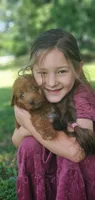 Cookie , a female Miniature Goldendoodle for sale in Commerce, TX – 4 of 10