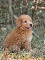 Ollie, a male Miniature Goldendoodle for sale in Commerce, TX – 2 of 10