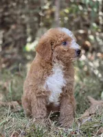 Lily, a female Miniature Goldendoodle for sale in Commerce, TX – 3 of 10