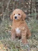 Ollie, a male Miniature Goldendoodle for sale in Commerce, TX – 5 of 10