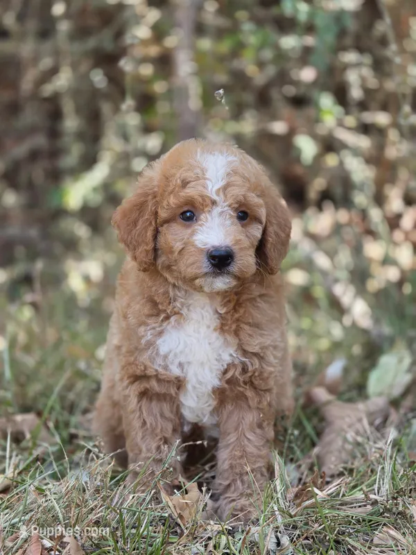 Lily – Miniature Goldendoodle puppy for sale in Commerce, TX
