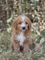 Lily, a female Miniature Goldendoodle for sale in Commerce, TX – 1 of 10
