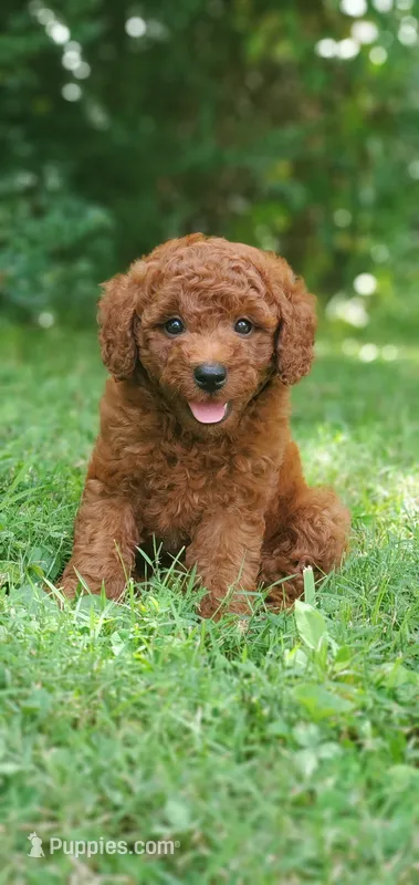 Rusty – Miniature Goldendoodle puppy for sale in Commerce, TX