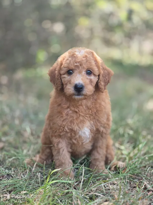 Willow – Miniature Goldendoodle puppy for sale in Commerce, TX