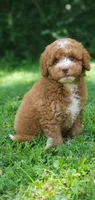Maple, a female Miniature Goldendoodle for sale in Commerce, TX – 10 of 10