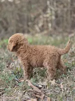 Muffin, a female Miniature Goldendoodle for sale in Commerce, TX – 8 of 10