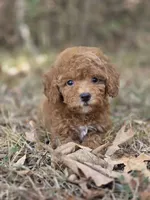 Muffin, a female Miniature Goldendoodle for sale in Commerce, TX – 2 of 10