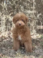 Cookie , a female Miniature Goldendoodle for sale in Commerce, TX – 3 of 8