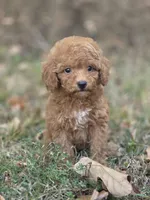 Muffin, a female Miniature Goldendoodle for sale in Commerce, TX – 5 of 10