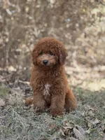 Benny, a male Miniature Goldendoodle for sale in Commerce, TX – 7 of 10