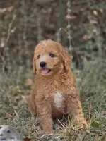 Ollie, a male Miniature Goldendoodle for sale in Commerce, TX – 4 of 10