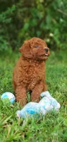 Peanut , a female Miniature Goldendoodle for sale in Commerce, TX – 4 of 10