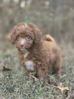 Ivy, a female Miniature Goldendoodle for sale in Commerce, TX – 8 of 9