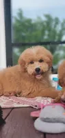 Oakley , a male Miniature Goldendoodle for sale in Commerce, TX – 2 of 9