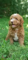 Walter, a male Miniature Goldendoodle for sale in Commerce, TX – 8 of 10