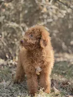 Cookie , a female Miniature Goldendoodle for sale in Commerce, TX – 6 of 8