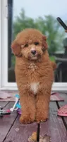 Mia, a female Miniature Goldendoodle for sale in Commerce, TX – 2 of 10