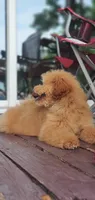 Oakley , a male Miniature Goldendoodle for sale in Commerce, TX – 5 of 9