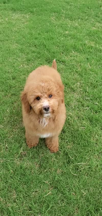 Mia, a female Miniature Goldendoodle for sale in Oklahoma City, OK – 6 of 6
