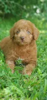 Cookie , a female Miniature Goldendoodle for sale in Commerce, TX – 1 of 10
