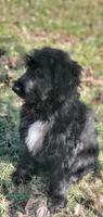 Bentley , a male Springer Doodle for sale in Oklahoma City, OK – 3 of 7