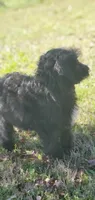 Bentley , a male Springer Doodle for sale in Oklahoma City, OK – 4 of 7