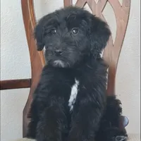 Bentley , a male Springer Doodle for sale in Oklahoma City, OK – Photo 5 of 9