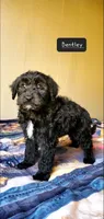 Bentley , a male Springer Doodle for sale in Chicago, IL – Photo 6 of 9