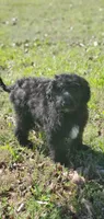 Bentley , a male Springer Doodle for sale in Oklahoma City, OK – 7 of 7