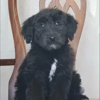 Bentley , a male Springer Doodle for sale in Oklahoma City, OK – Photo 1 of 9