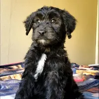 Bentley , a male Springer Doodle for sale in Oklahoma City, OK – Photo 9 of 9