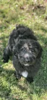 Bentley , a male Springer Doodle for sale in Oklahoma City, OK – 6 of 7