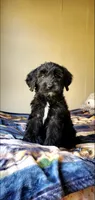 Bentley , a male Springer Doodle for sale in Chicago, IL – Photo 8 of 9