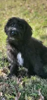 Bentley , a male Springer Doodle for sale in Oklahoma City, OK – 2 of 7