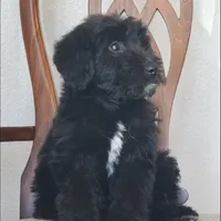 Bentley , a male Springer Doodle for sale in Oklahoma City, OK – Photo 4 of 9