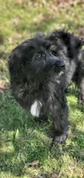 Bentley , a male Springer Doodle for sale in Oklahoma City, OK – 5 of 7