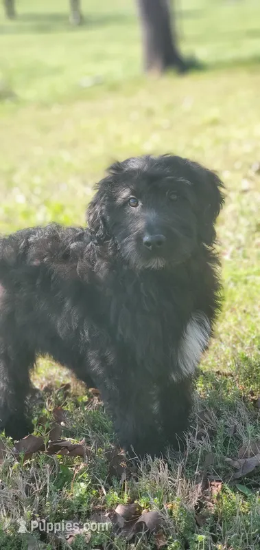 Bentley  – Springer Doodle puppy for sale in Oklahoma City, OK