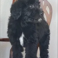 Bentley , a male Springer Doodle for sale in Oklahoma City, OK – Photo 7 of 9