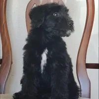 Bentley , a male Springer Doodle for sale in Oklahoma City, OK – Photo 3 of 9