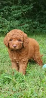 Maverick , a male Miniature Goldendoodle for sale in Commerce, TX – 7 of 10