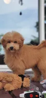 Oakley , a male Miniature Goldendoodle for sale in Commerce, TX – 8 of 9