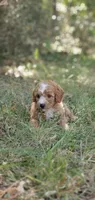 Stella, a female Miniature Goldendoodle for sale in Commerce, TX – 10 of 10