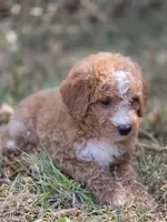 Lily, a female Miniature Goldendoodle for sale in Commerce, TX – 4 of 10