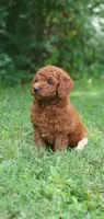 Rusty, a male Miniature Goldendoodle for sale in Commerce, TX – 10 of 10