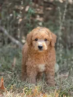 Ollie, a male Miniature Goldendoodle for sale in Commerce, TX – 1 of 10