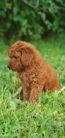 Peanut , a female Miniature Goldendoodle for sale in Commerce, TX – 10 of 10