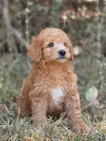Ollie, a male Miniature Goldendoodle for sale in Commerce, TX – 10 of 10
