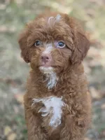 Ivy, a female Miniature Goldendoodle for sale in Commerce, TX – 2 of 9