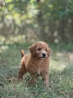 Willow, a female Miniature Goldendoodle for sale in Commerce, TX – 2 of 9