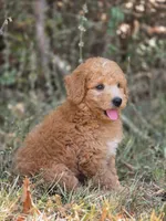 Ollie, a male Miniature Goldendoodle for sale in Commerce, TX – 7 of 10